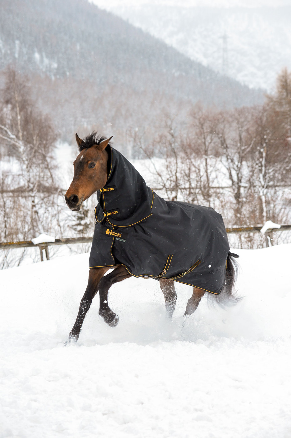 Horse in a black Bucas Irish Turnout running through fresh snow