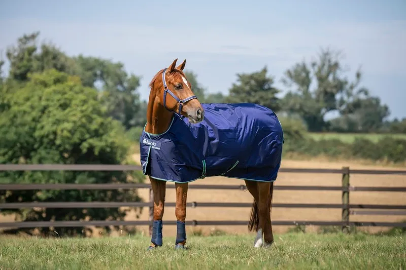 Bay horse in a navy Bucas turnout rug standing in a paddock